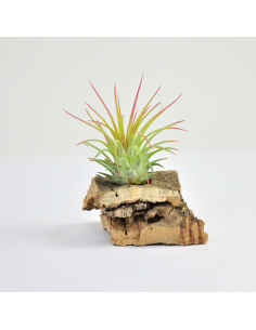 Ionantha x stricta Tillandsia Ecoterrazas 2