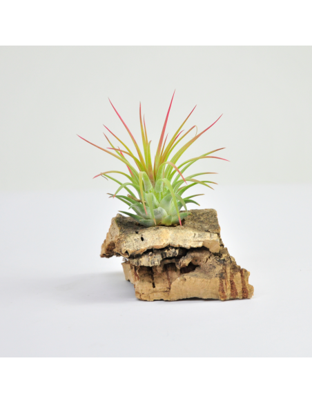 Ionantha x stricta Tillandsia Ecoterrazas