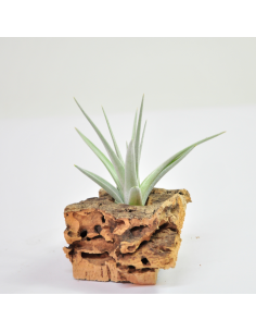 Tillandsia Ixioides Ecoterrazas