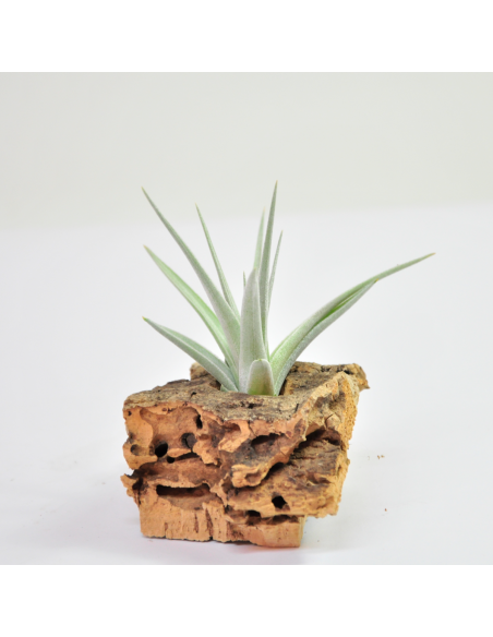 Tillandsia Ixioides Ecoterrazas