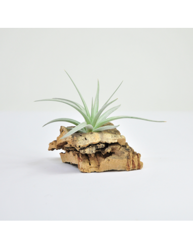 Tillandsia Jucunda Ecoterrazas