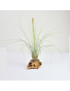 Tillandsia Juncea Ecoterrazas