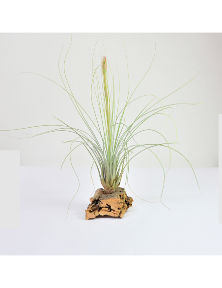 Tillandsia Juncea Ecoterrazas