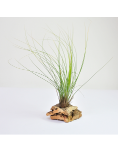 Tillandsia Juncifolia Ecoterrazas