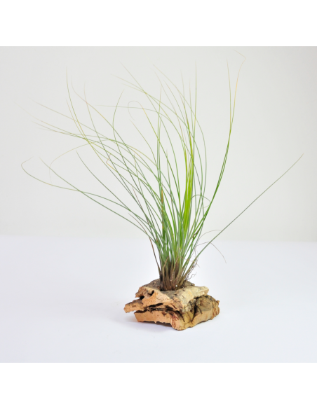 Tillandsia Juncifolia Ecoterrazas