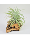 Tillandsia Kammii Ecoterrazas