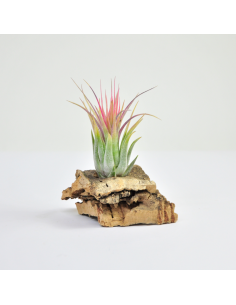 Tillandsia Kolbii x Ionantha Scaposa Ecoterrazas