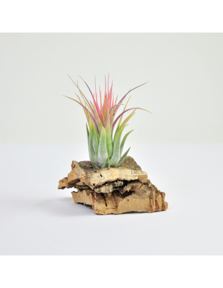 Tillandsia Kolbii x Ionantha Scaposa Ecoterrazas