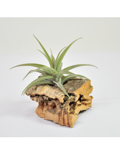 Tillandsia Latifolia Ecoterrazas