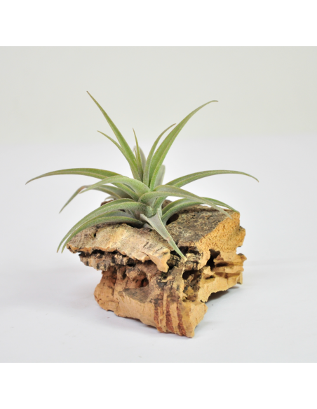 Latifolia Tillandsia Ecoterrazas