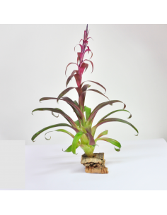 Leiboldiana Tillandsia Ecoterrazas