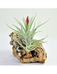 Leonamiana Tillandsia Ecoterrazas
