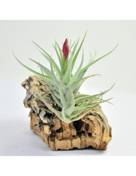 Leonamiana Tillandsia Ecoterrazas