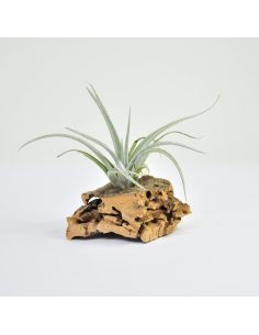 Tillandsia Lorentziana Ecoterrazas