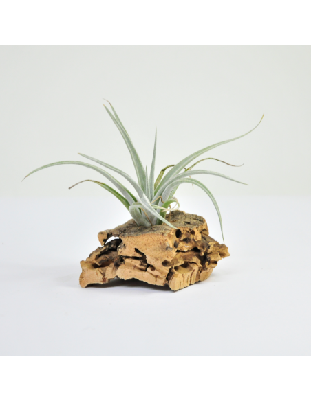 Tillandsia Lorentziana Ecoterrazas