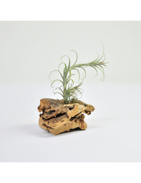 Macbrideana Tillandsia Ecoterrazas