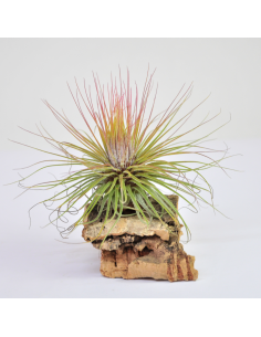 Magnusiana Tillandsia Ecoterrazas