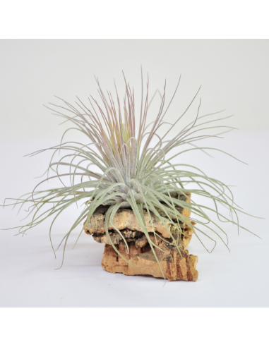 Tillandsia Magnusiana Ecoterrazas