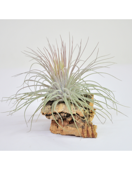 Magnusiana Tillandsia Ecoterrazas