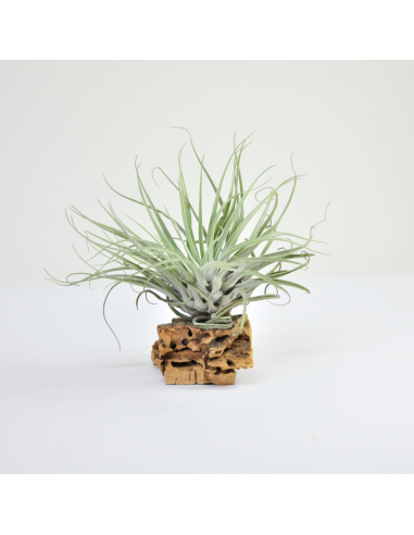 Tillandsia Mathudae Ecoterrazas