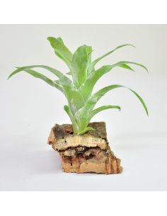 Morreniana catopsis Tillandsia Ecoterrazas