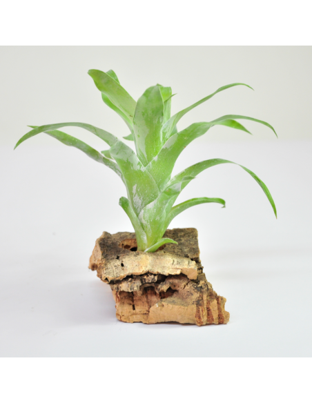 Morreniana catopsis Tillandsia Ecoterrazas