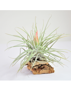 Tillandsia Velickiana (antes Oaxacana) Ecoterrazas