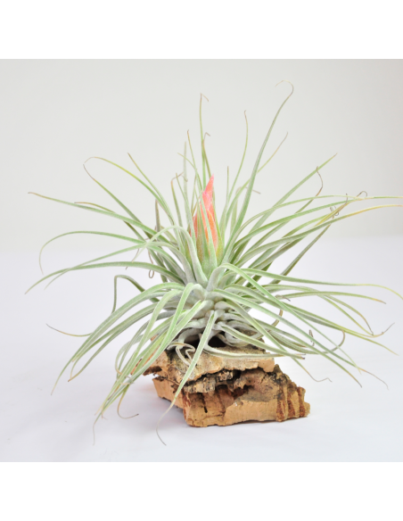 Tillandsia Velickiana (antes Oaxacana) Ecoterrazas