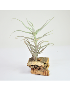 Tillandsia Paleacea Ecoterrazas