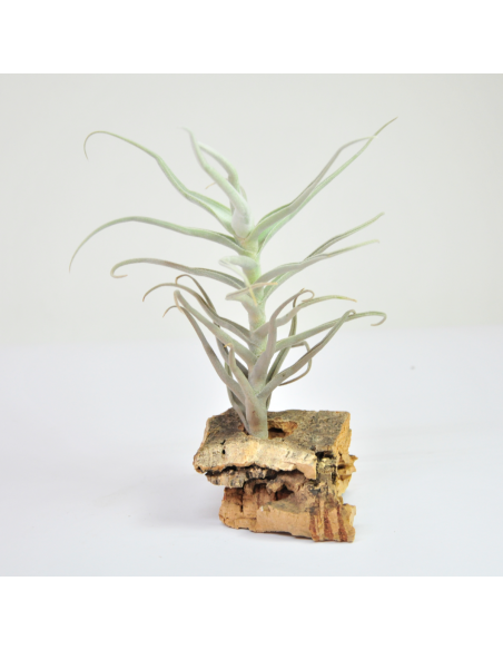 Tillandsia Paleacea Ecoterrazas