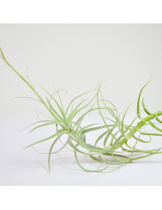 Tillandsia Paleacea Ecoterrazas 2