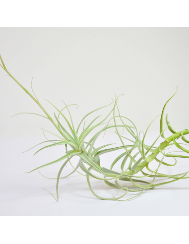 Tillandsia Paleacea Ecoterrazas