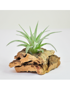 Plagiotropica Tillandsia Ecoterrazas