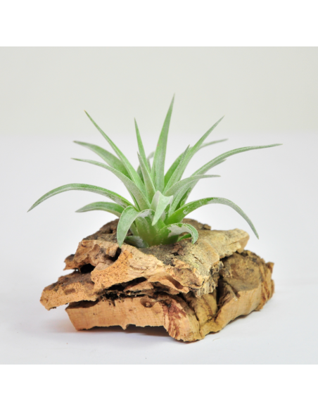 Plagiotropica Tillandsia Ecoterrazas