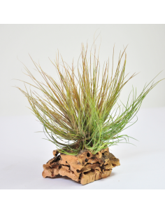 Tillandsia Pseudosetacea Ecoterrazas