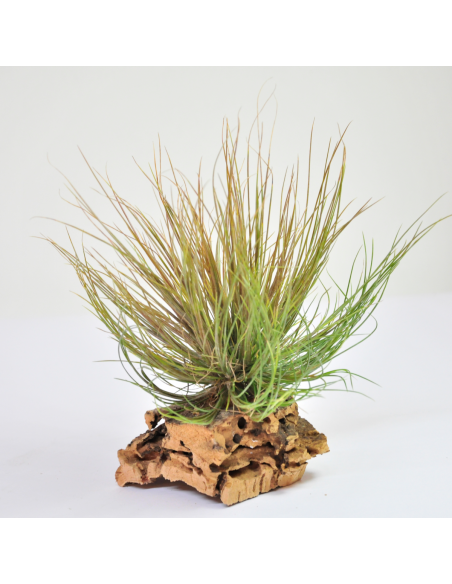 Pseudosetacea Tillandsia Ecoterrazas