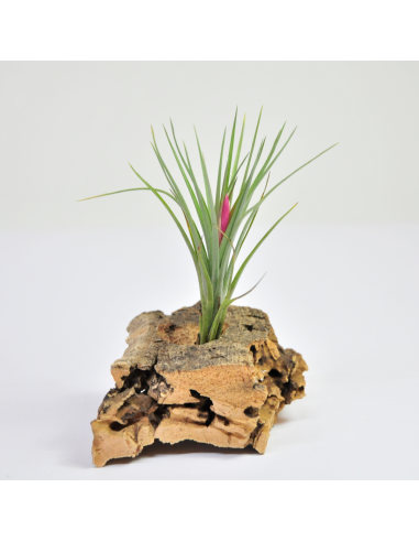 Pulchella Tillandsia Ecoterrazas