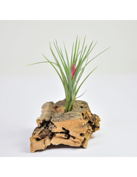 Tillandsia Pulchella Ecoterrazas