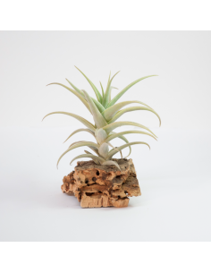 Purpurea Tillandsia Ecoterrazas 2