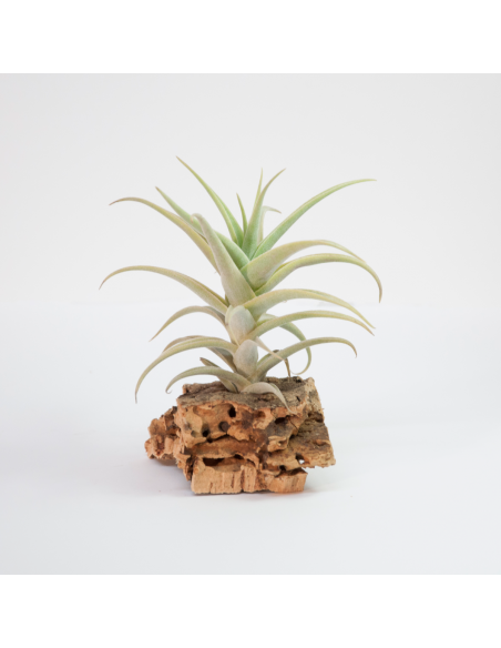 Purpurea Tillandsia Ecoterrazas