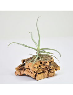 Tillandsia Reichenbachii Ecoterrazas