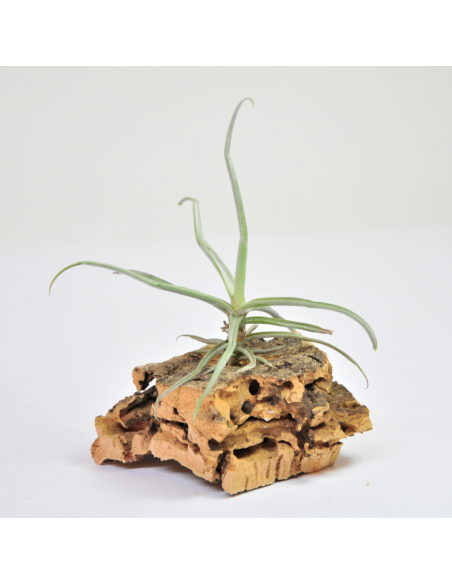 Tillandsia Reichenbachii Ecoterrazas