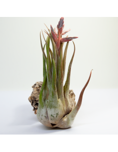 Tillandsia Seleriana Ecoterrazas