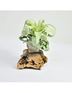 Tillandsia Streptophylla Ecoterrazas