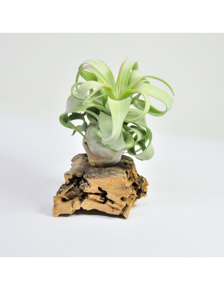 Streptophylla Tillandsia Ecoterrazas