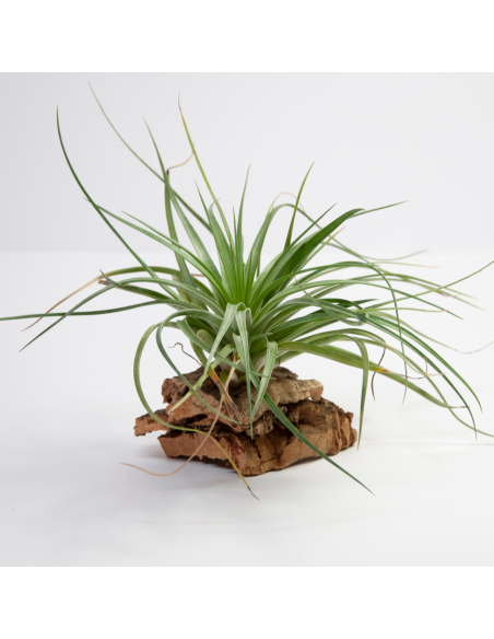Tillandsia Stricta Hart Ecoterrazas
