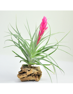Tillandsia Stricta Ecoterrazas