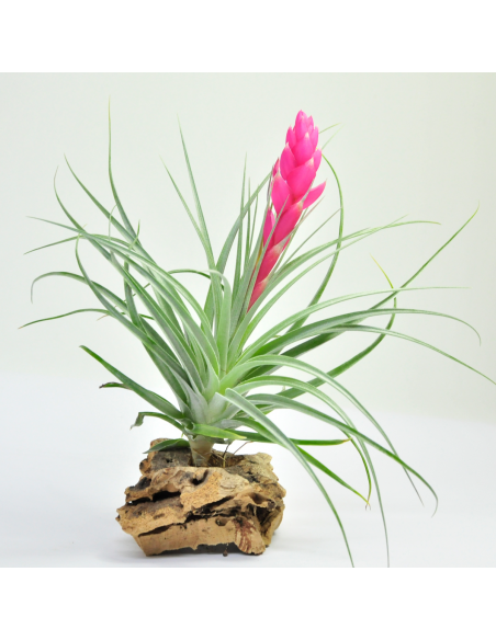Tillandsia Stricta Ecoterrazas