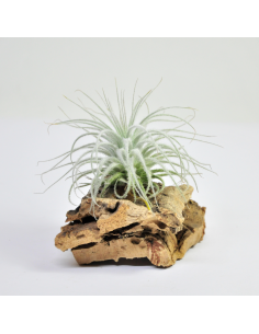 Tillandsia Tectorum Ecoterrazas