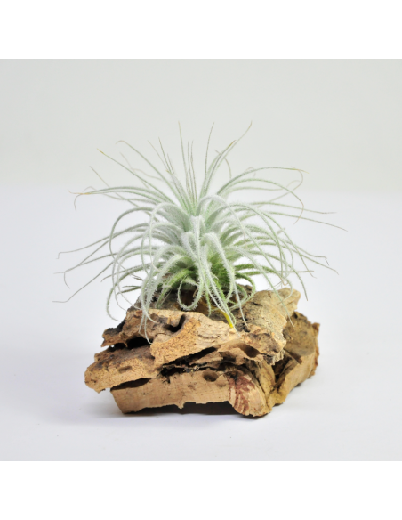 Tectorum Tillandsia Ecoterrazas